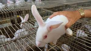 Liên kết nuôi thỏ New Zealand để ổn định đầu ra cho sản phẩm  